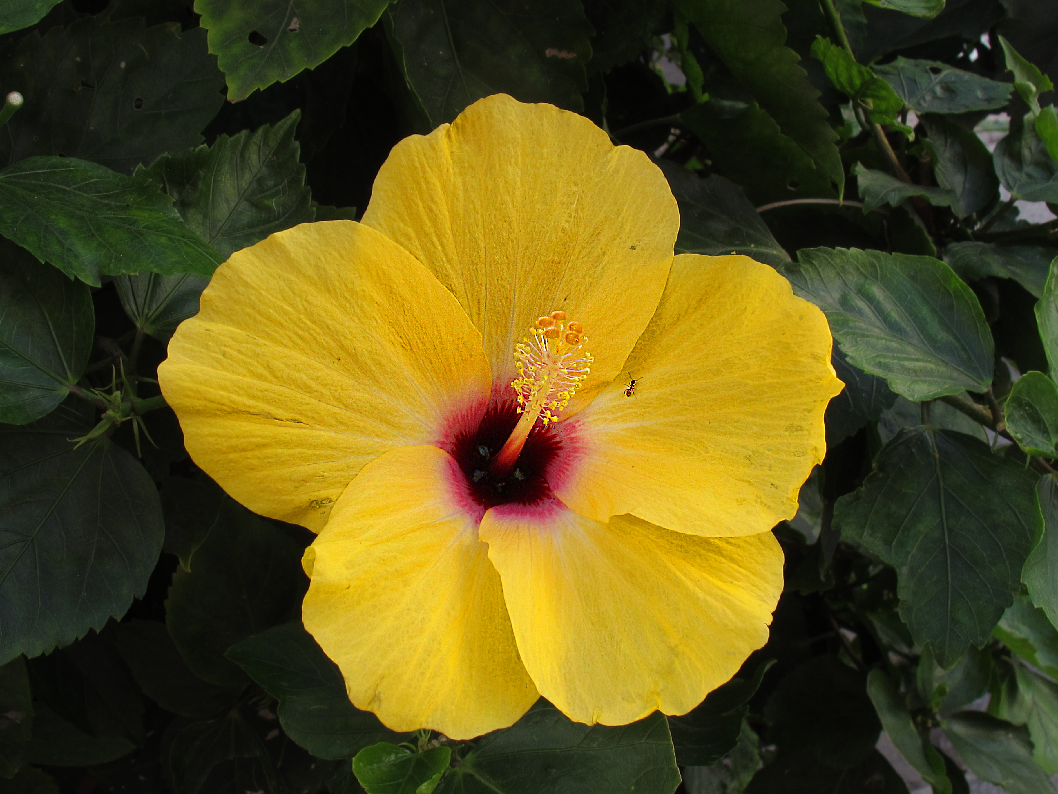 Hibiscus