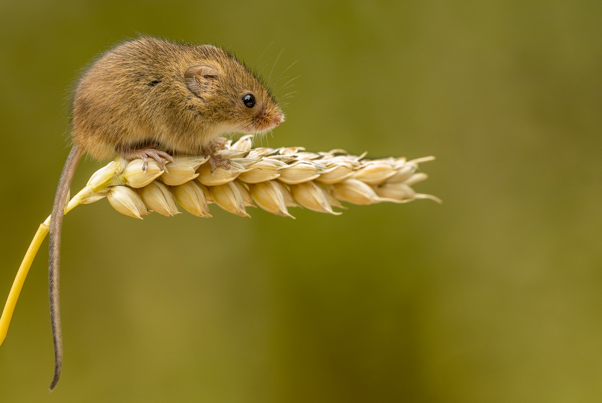 Micromouse