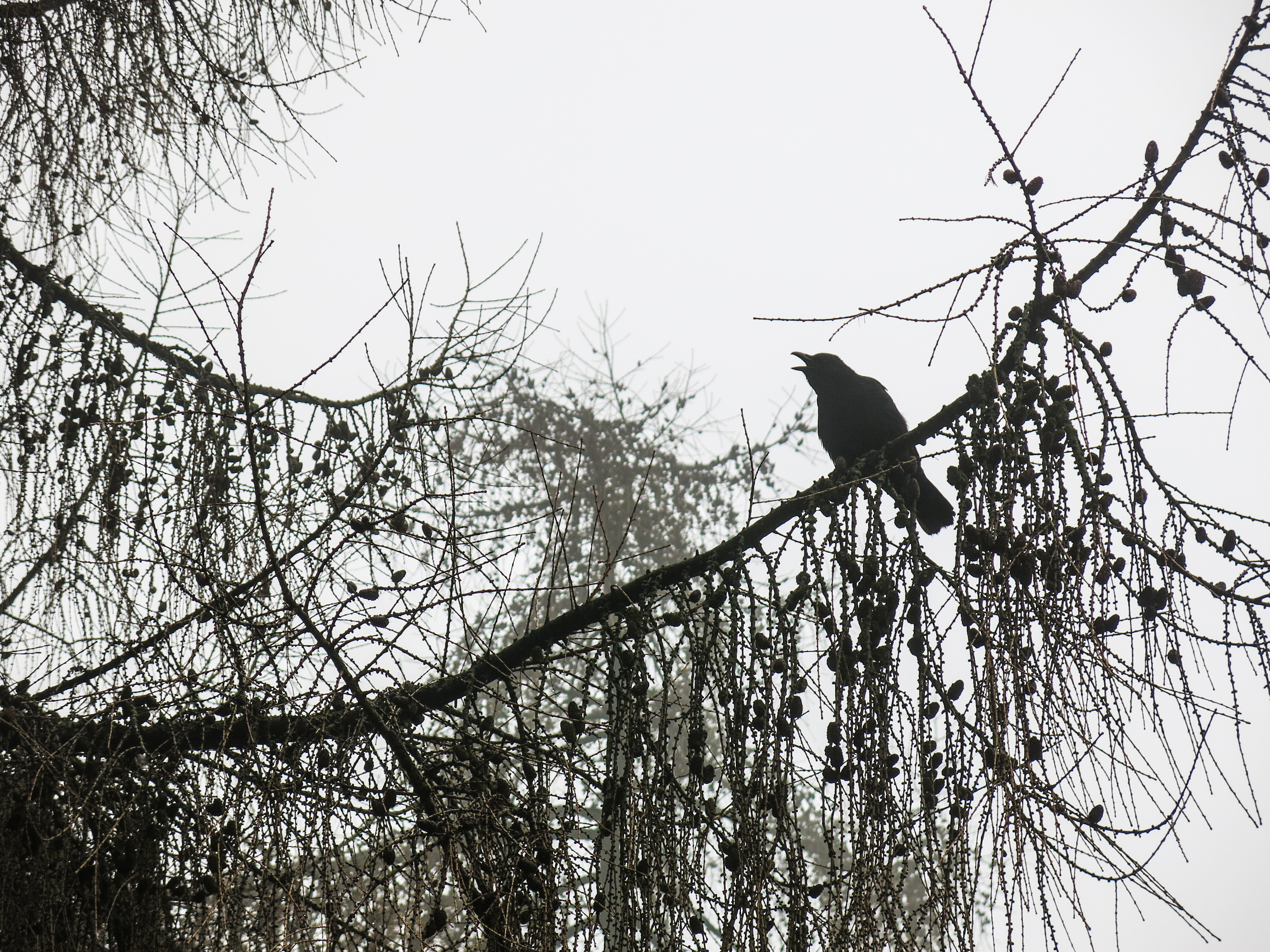 Something To Crow About