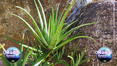 Aloe Vera (Babosa)