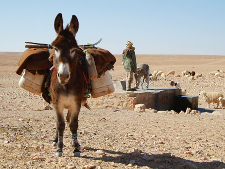 Исторический путь одомашнивания ослов.