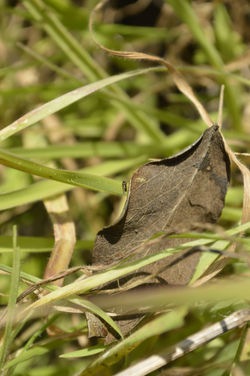 ©Tous droits réservés. D.C.