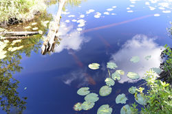 ©Tous droits réservés. D.C.