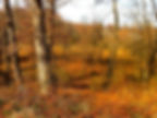 The trails in autumn