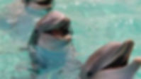 JAM - Dolphins.jpeg