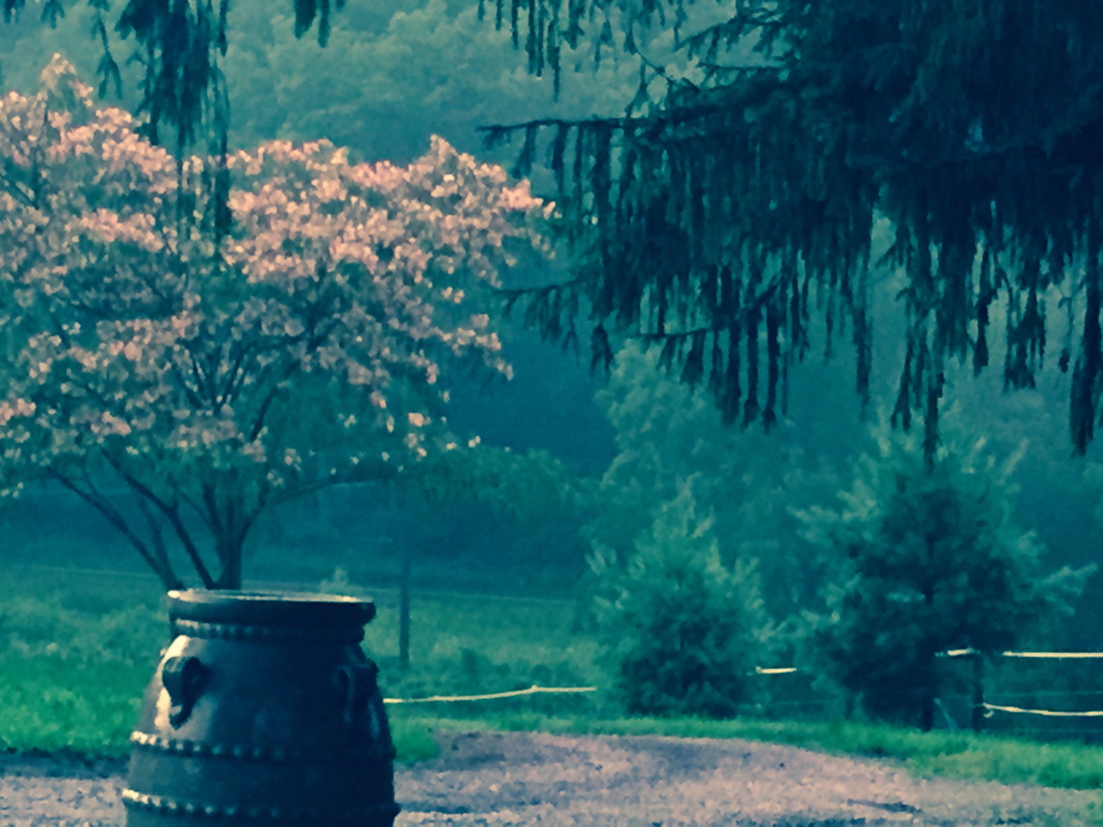 Ancient Oaks Homa Farm photo 10