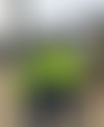 WVAC at the Wilton Carnival