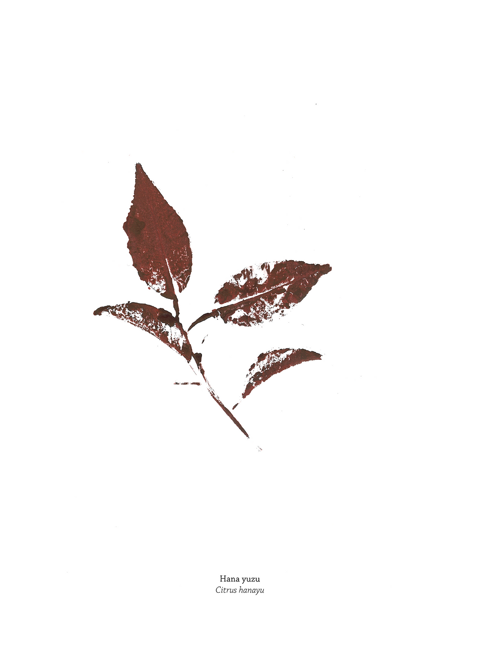 Miniature : EMPREINTES BOTANIQUES