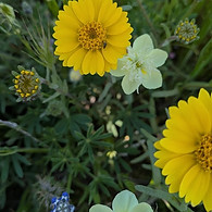 Emily allen bear valley closeup.jpg