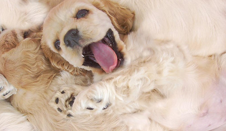 Playful Puppy Close-Up