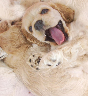 Happy Pup