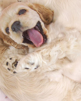 Happy Pup