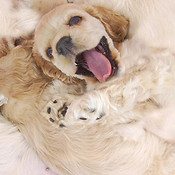 Pup heureux