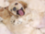 Happy Pup