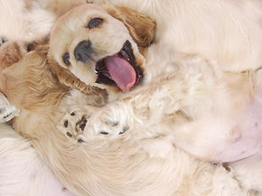 ハッピー子犬