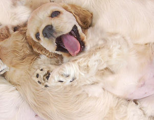 Happy Pup