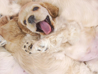 Happy Pup