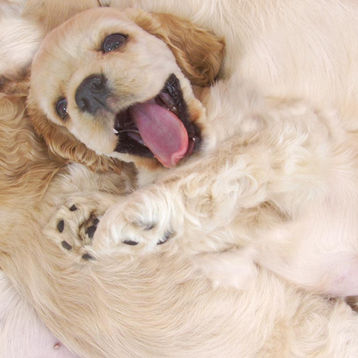 Le Secret des Chiots Propres