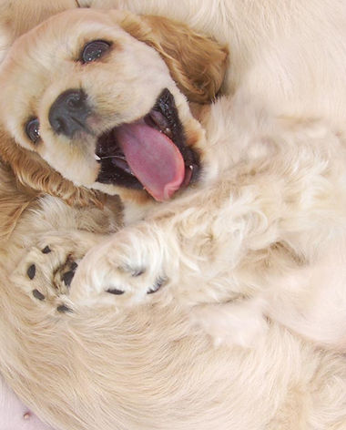 puppy training