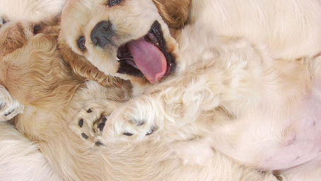 March 23rd is National Puppy Day