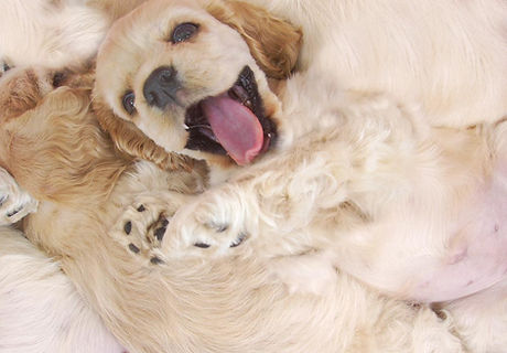 Happy Pup