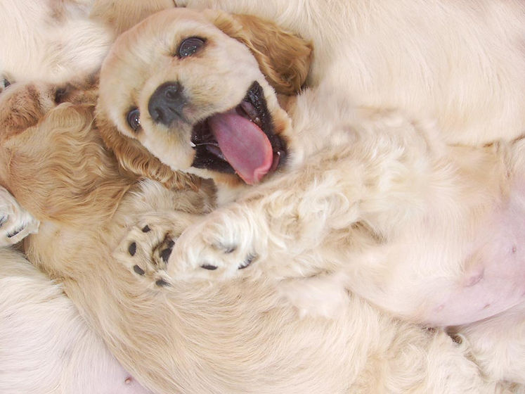 Happy Pup