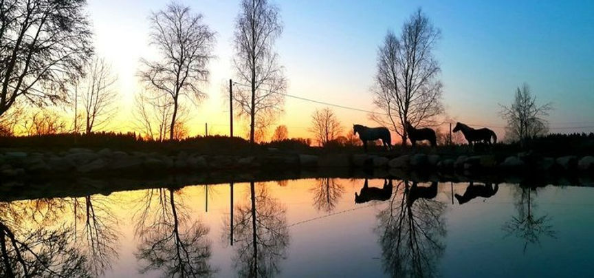 TRS_hästar_i_solnedgång_edited_edited.jpg