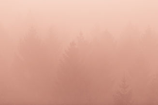 Foggy Forest Scene