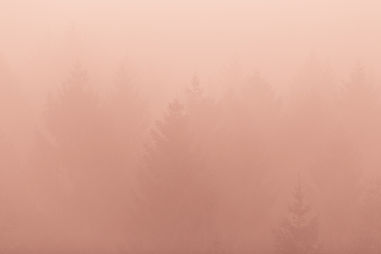 Foggy Forest Scene