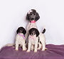 Skye n Pups.jpg