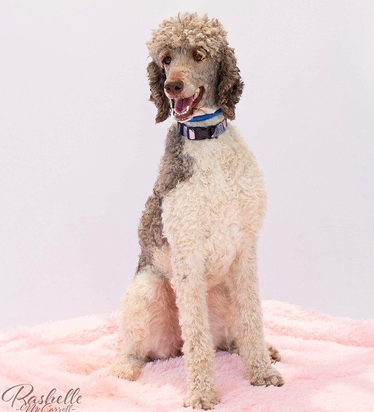 The Spice of Life Paprika - AKC Standard Poodle