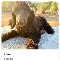 Hera.jpg