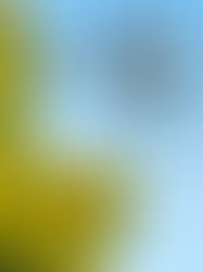 IF800 equipped with 65R