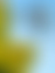 IF800 equipped with 65R