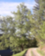 Lipa pri našem domu