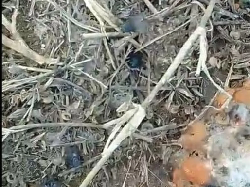 Vecinos denuncias el envenenamiento de perros en Plottier