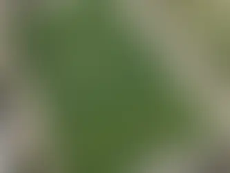 Se rompió una tribuna en pleno partido de futbol infantil y a una mamá le cayó un tablón en la cabeza