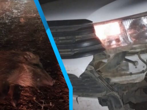 Ruta 21: chocaron contra una manada de 20 jabalíes y salieron ilesos