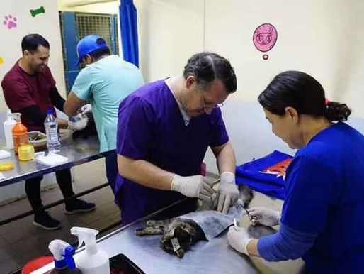 Castraciones masivas y gratuitas: 128 mil animales ya fueron esterilizados