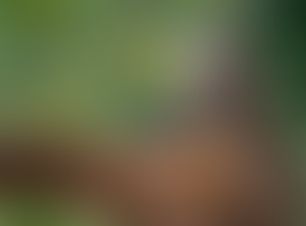 “Newenche” el regreso del Huemul.