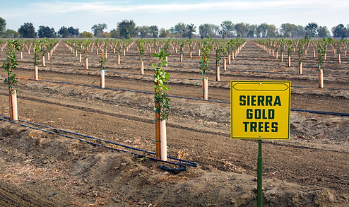 Sierra Gold Orchard Sign Picture.jpg