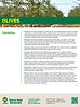 2026 SG crop bulletin_olives-image_edite