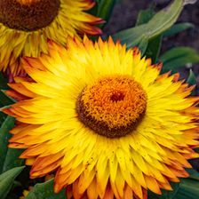 Gold and orange flower bloom