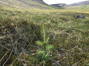 Starfsemin kolefnisjöfnuð