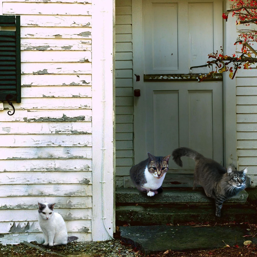 3cats