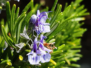 Les plantes sauvages pour l’énergie et la vitalité