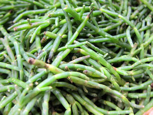 Les bienfaits nutritionnels de la salicorne