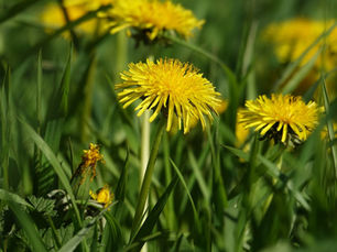 Plantes sauvages et détox de printemps