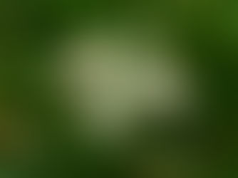 Pourquoi certaines plantes sentent la vanille?