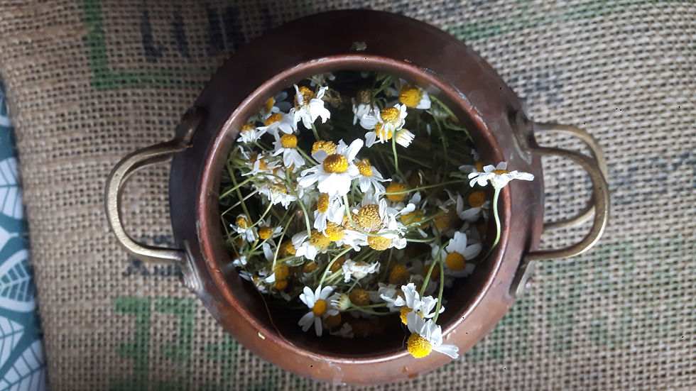 FORMATION EN LIGNE - Parcours Cueilleur.se : identifier, transformer, transmettre